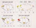 cykl życia motyla puzzle montessori