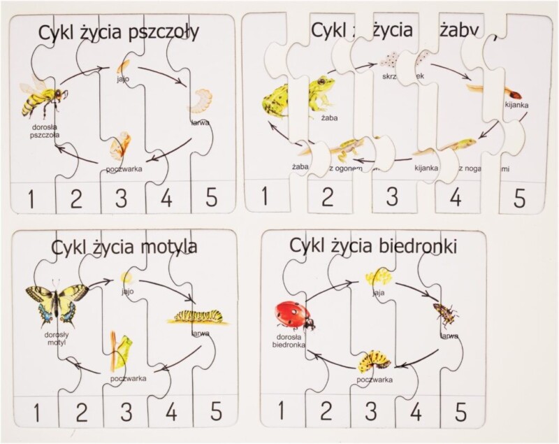 cykl życia motyla puzzle montessori