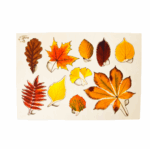 liście jesień skumaj to